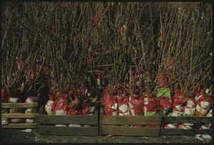 Trees and plants packaged for sale