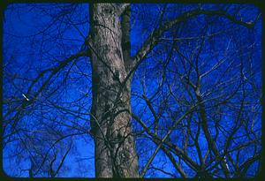 Branches, Boston Common