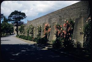 Wall with flowers, Tralee, Ireland