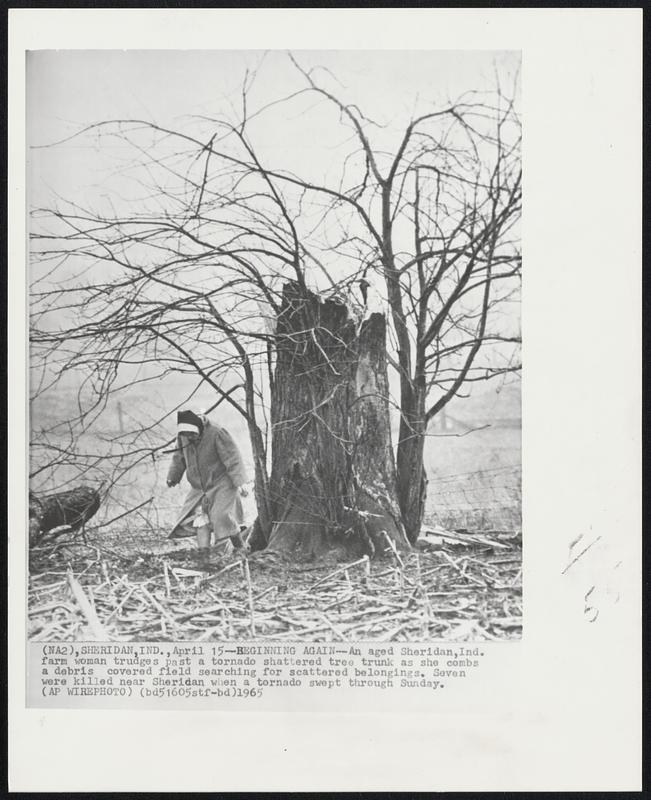 Sheridan, Ind. – Beginning Again – An aged Sheridan, Ind. farm woman trudges past a tornado shattered tree trunk as she combs a debris covered field searching for scattered belongings. Seven were killed near Sheridan when a tornado swept through Sunday.