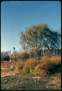 Willow tree, buildings in background