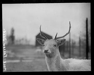 Male - fallow deer