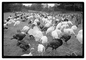 Turkey farm