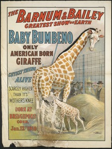 1916 Barnum & Bailey Baby Giraffe Vintage Circus Advertisement Art Poster 