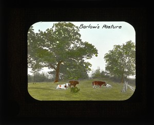 Barlow's pasture