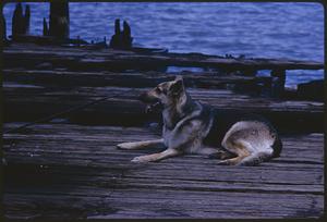 Dog on pier