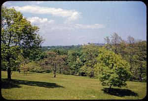 Arnold Arboretum, summer