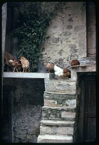 Chickens on house steps, Roccasicura, Italy