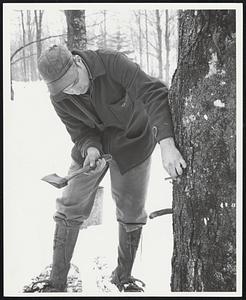 Sr. Woodstock Vt. - Avery Colston - So. Wood, drives the tap into the maple tree, - Maple Syrup