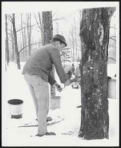 Albert Colston So. Woodstock, Vt. drills a hole in a maple tree to put a tap. Maple Syrup