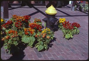 Potted flowers surrounding a fire hydrant