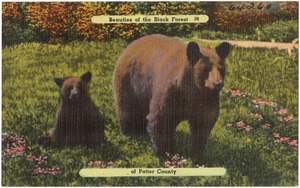 Beauties of the Black Forest of Potter County