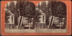House over the Stump of the Original Big Tree d[?] eter 32 feet, Mammoth Grove, Calaveras C[?]