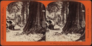 Fallen Tree, Father of the Forest, 112 feet circumference and Jas. King of Wm., Mammoth Grove