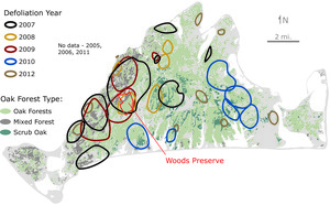 Insect Defoliation