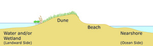 Barrier Beach Cross-section