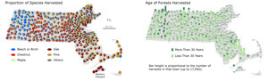 Forest Characteristics on the Vineyard