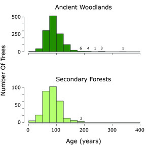 Forest Age and History