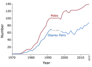 Osprey Population on Vineyard