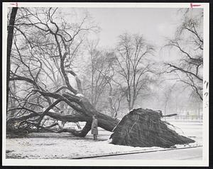 Toppled on Boston Common-This large elm-one of the oldest in Boston-was one of many trees to come crashing down in the surprise mid-April snowstorm.