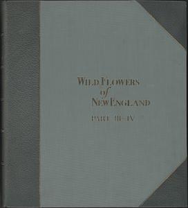 Wild flowers of New England