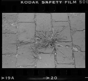 Plant growing through cracks in brick sidewalk