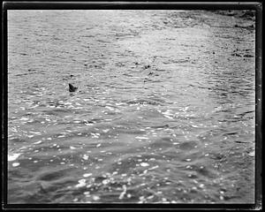 Unidentified item in water