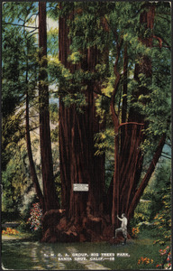 Y.M.C.A. group, Big Trees Park, Santa Cruz, Calif.