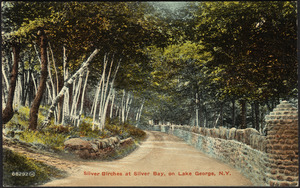 Silver birches at Silver Bay, on Lake George, N.Y.