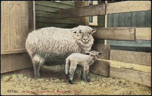 Sheep, Forest Park, Springfield, Mass.