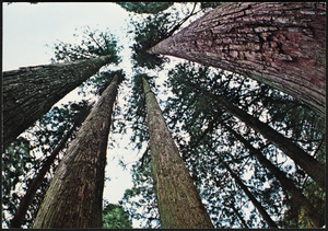 The Four Japanese Cedars of Mt. Togo Natural Monument