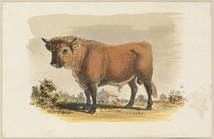 Bull