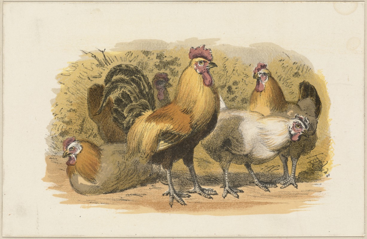 Hens and rooster