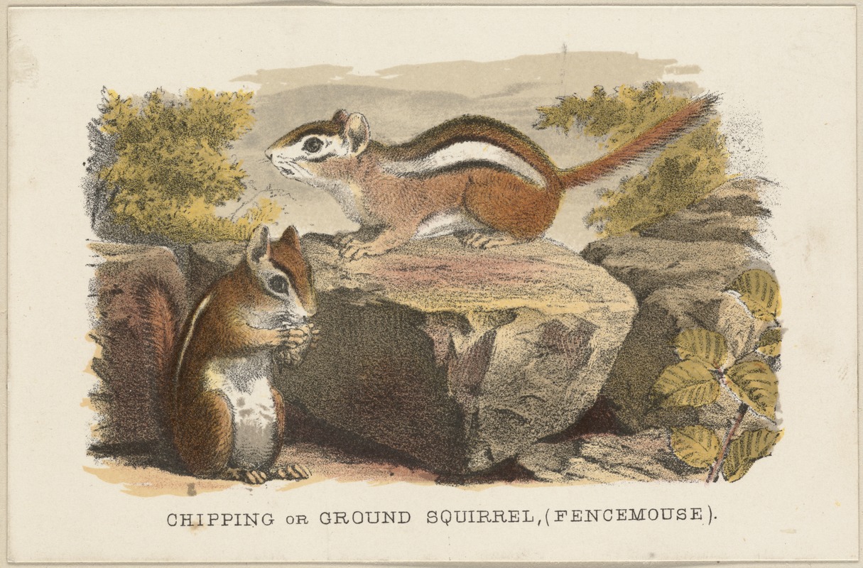 Chipping or ground squirrel (fencemouse)