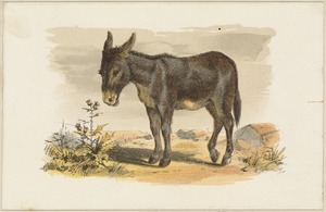 Donkey