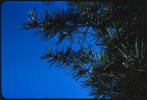 Pine tree, Arnold Arboretum, Boston
