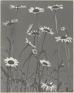 252. Chrysanthemum leaucanthemum, var. pinnatifidum, marguerites, xx-eye daisy, white-weed