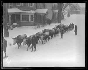 Oxen team walking through snow pulling a sled