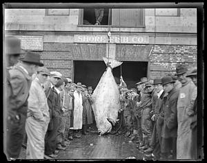 A giant fish being displayed in front of Shore Fish Co.