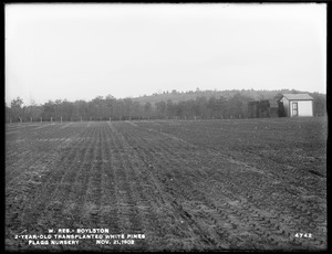 Wachusett Reservoir, 2-year-old transplanted white pines, Flagg Nursery, Boylston, Mass., Nov. 21, 1902