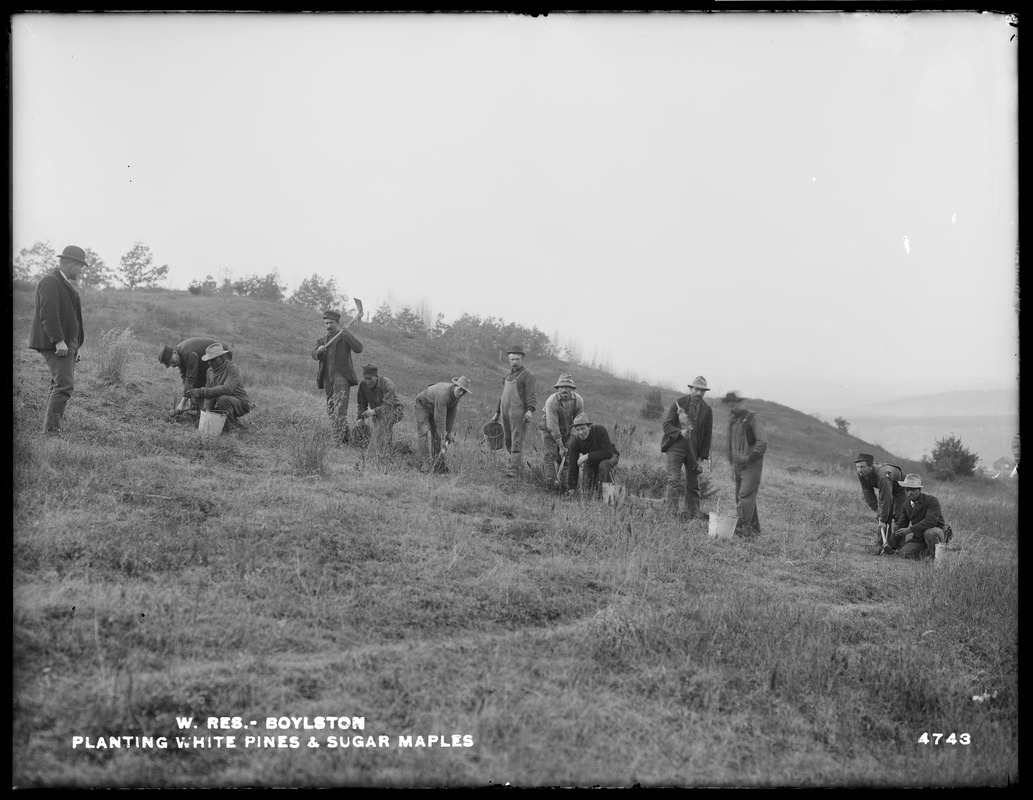 Wachusett Reservoir, planting white pines and sugar maples, Boylston, Mass., Nov. 21, 1902