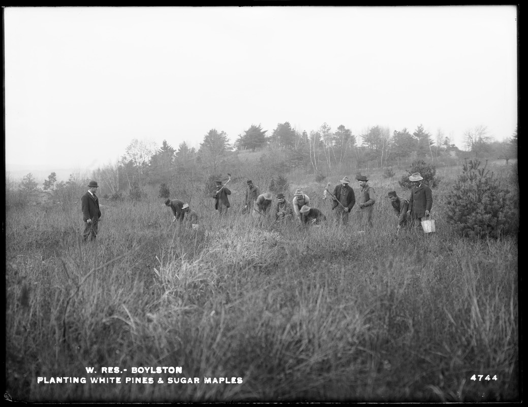 Wachusett Reservoir, planting white pines and sugar maples, Boylston, Mass., Nov. 21, 1902