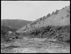Wachusett Reservoir, stump pulling on Section 6, West Boylston, Mass., Nov. 22, 1902