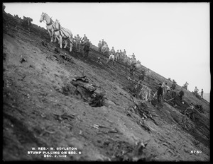 Wachusett Reservoir, stump pulling on Section 6, West Boylston, Mass., Dec. 2, 1902