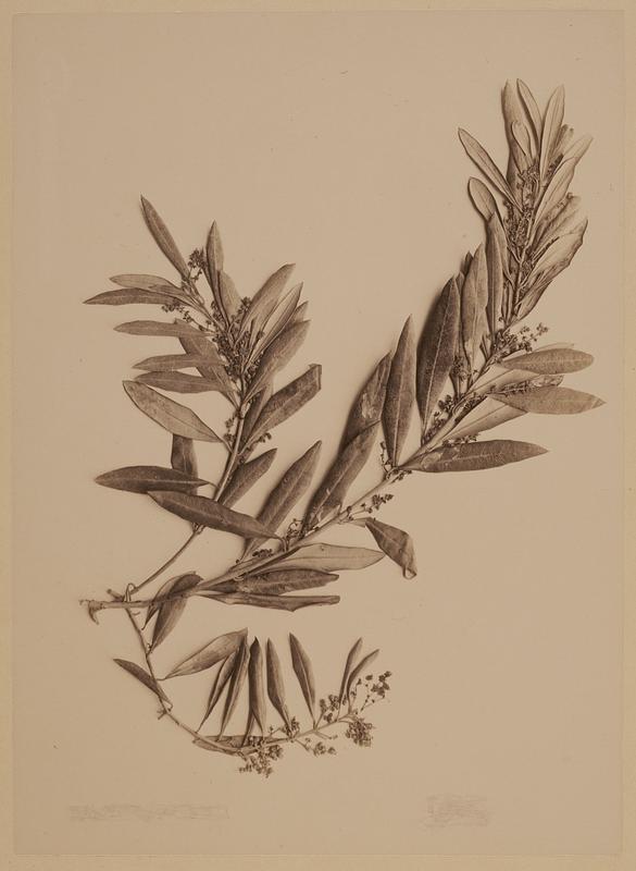 Unidentified leaves, possibly laurel