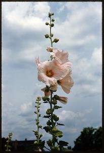 Roses [i.e. hollyhocks], Fenway