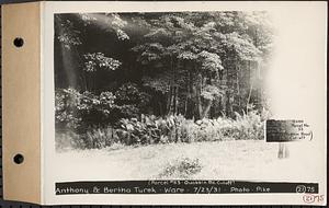 Contract No. 21, Portion of Ware-Belchertown Highway, Ware and Belchertown, land of Anthony and Bertha Turek (Quabbin Road cutoff), Plan No. S-5 Ware, Mass., Jul. 23, 1931