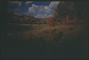 Trees showing fall foliage