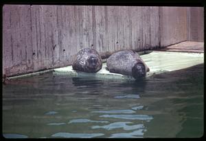Two harbor seals
