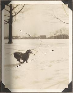 A Boston terrier runs in the snow with a branch in its jaws